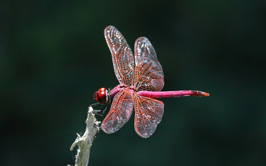 J01_3692 Trithemis annulata.JPG